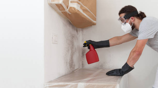 Professional Basement Mold Removal technician working in Riva, MD