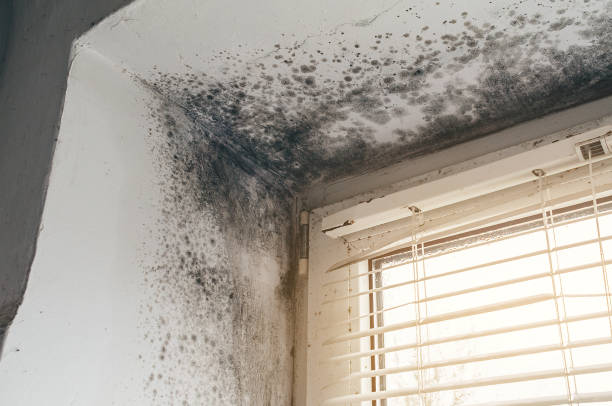 Affordable Basement Mold Removal solutions in Riva, MD